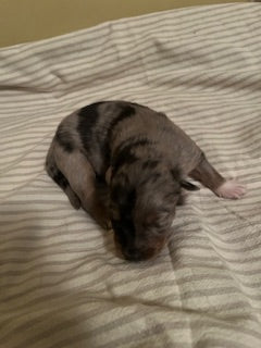 Blue Merle Aussie Puppy