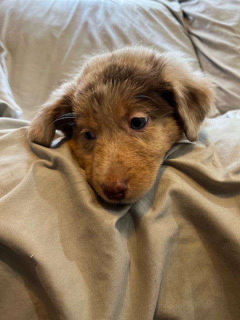 Red Merle Aussie Puppy