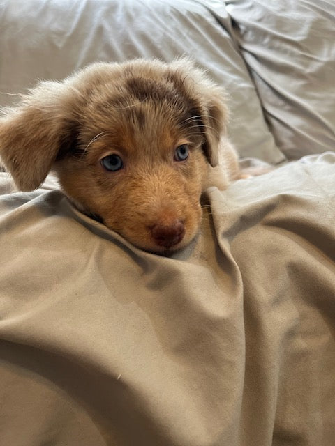 Merle Female Aussie Puppy