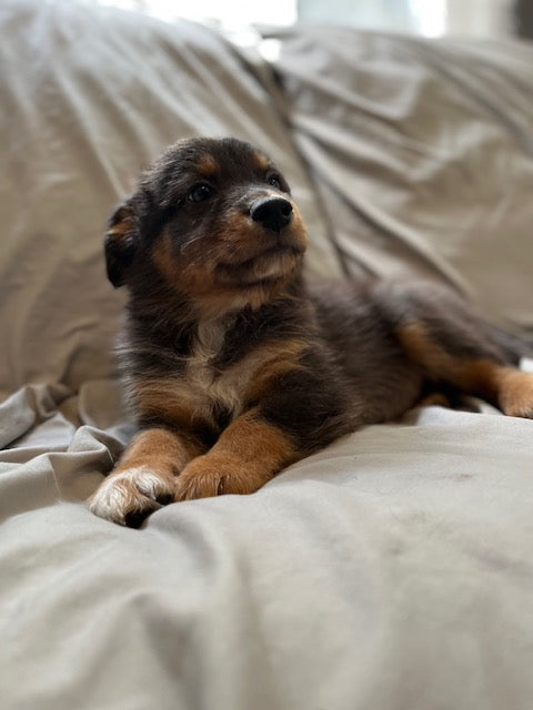 Merle Male Aussie Puppy