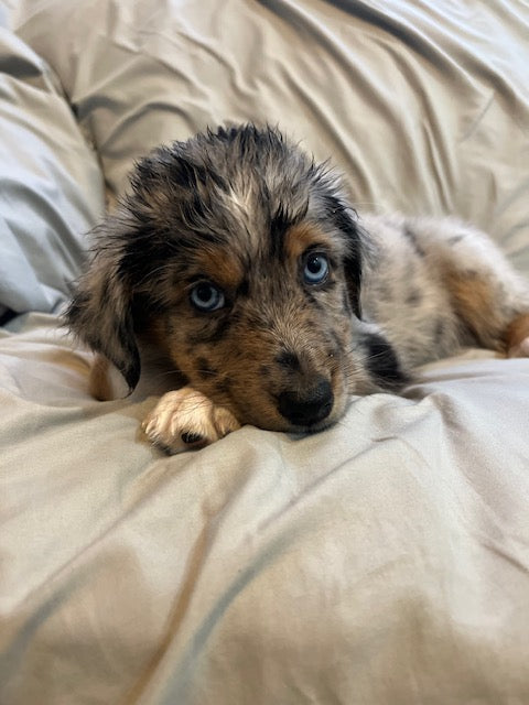 Merle Female Aussie Puppy