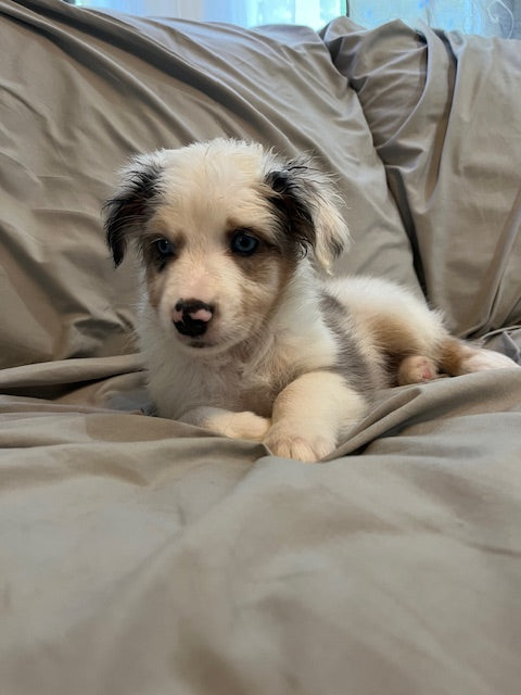 Male Merle Aussie Puppy