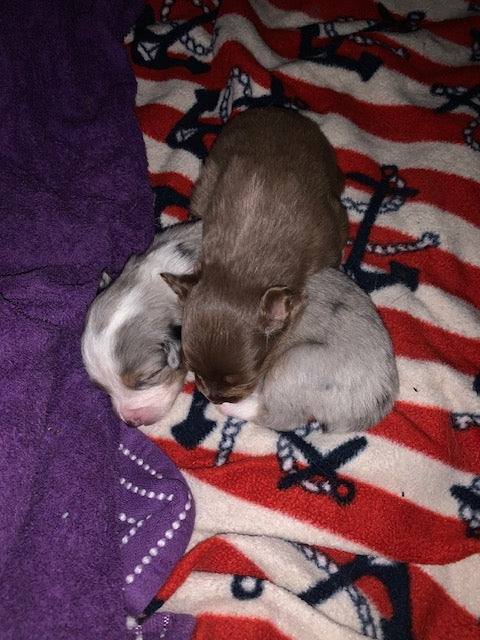 Newborn Sleeping Aussie Puppies