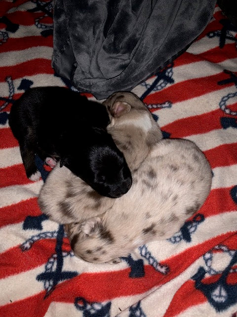 Newborn Aussie Puppies