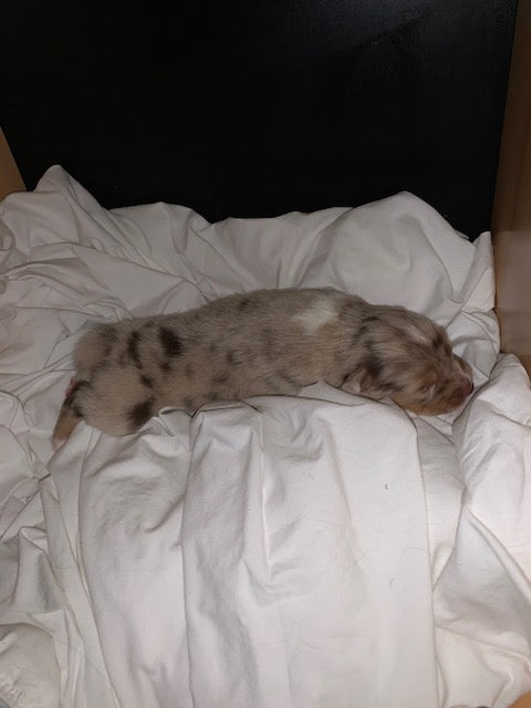 Newborn Sleeping Aussie Puppy