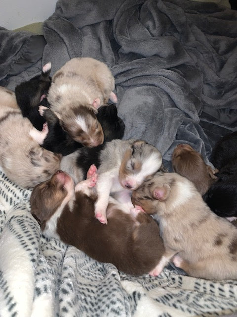 Aussie Puppies Sleeping