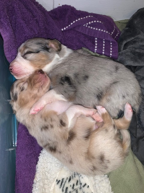 Aussie Puppies Sleeping
