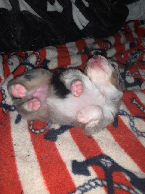 Cute Sleeping Aussie Puppy