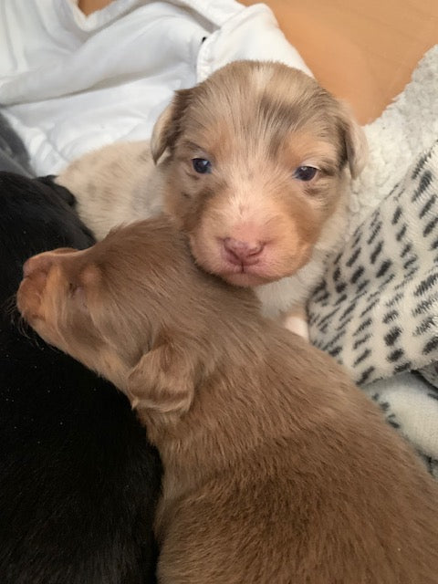 Newborn Sleeping Aussie Puppies