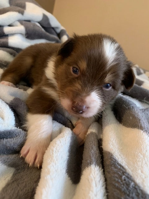 Red Tri Aussie Puppy