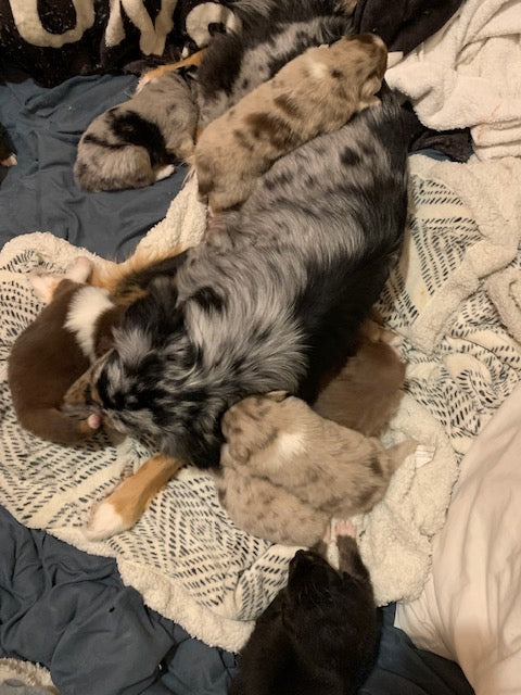 Aussie Puppies And Mom
