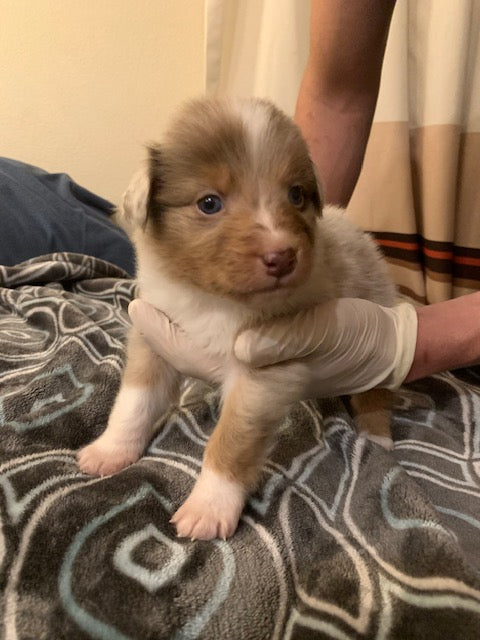Red Merle Aussie Puppy