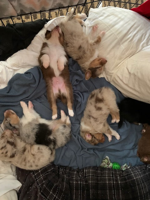 Aussie Puppies Sleeping
