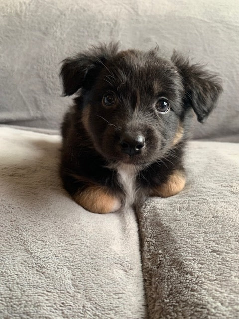 Black Tri Aussie Puppy