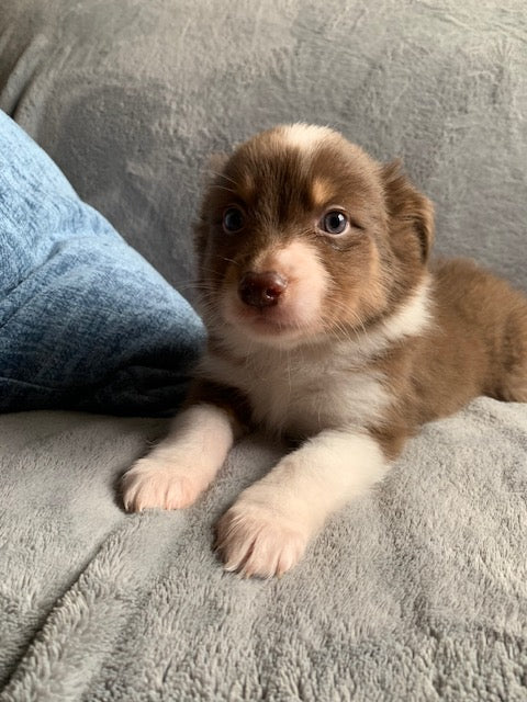 Red Tri Female Aussie