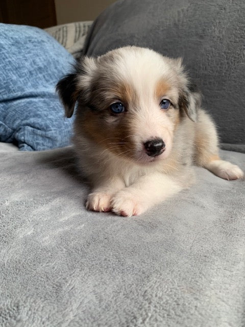 Blue Eyed Aussie Puppy