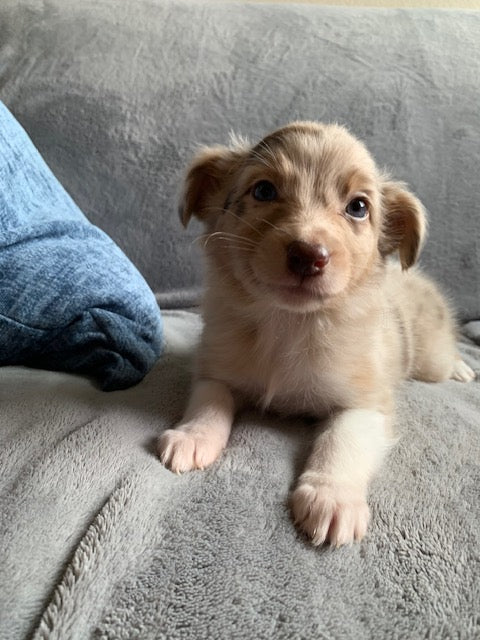 Female Red Merle Aussie