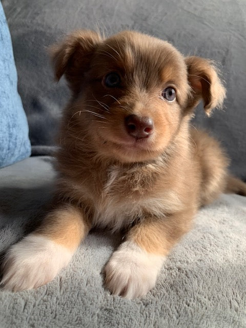 Red Tri Aussie Puppy