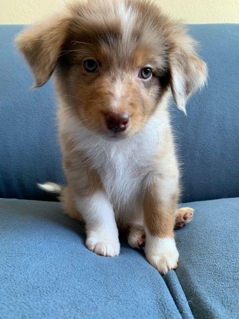 Red Merle Aussie Puppy