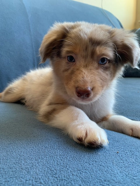 Red Merle Aussie Puppy