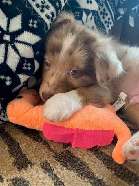 Red Merle Aussie Puppy