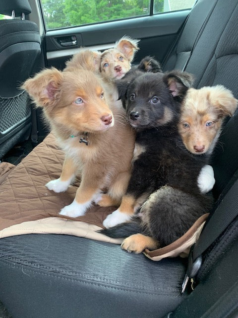 Aussie Puppies In The Car