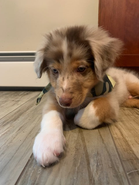 Red Merle Aussie Boy Puppy