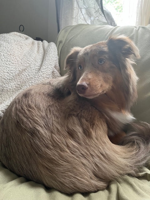 Red Merle Aussie
