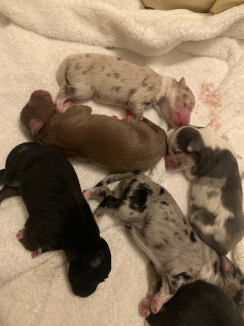 Newborn Aussie Puppies