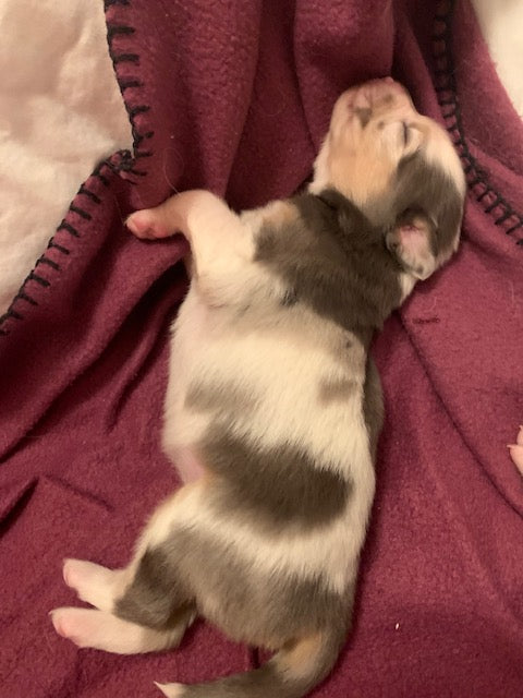 Sleeping Newborn Aussie Puppy