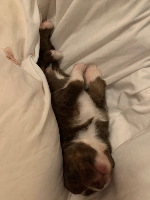 Sleeping Aussie Puppy