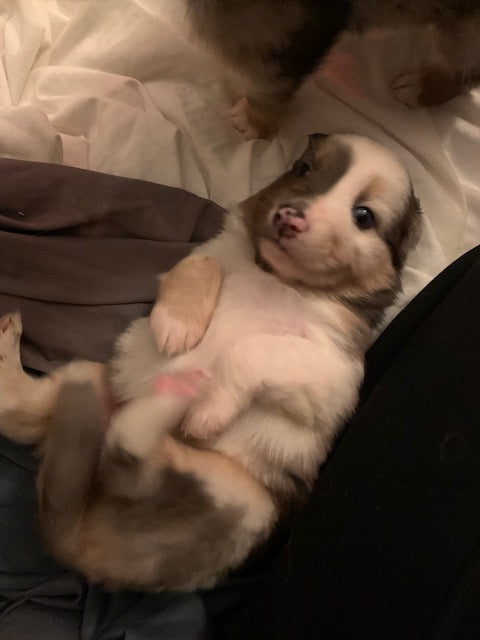 Playful Aussie Puppy