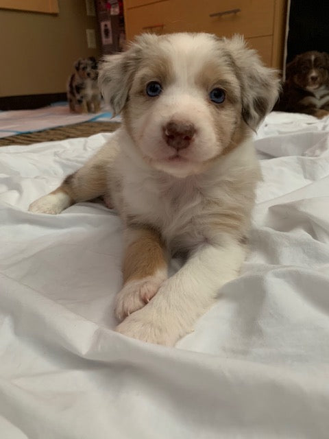 Blue Eyed Aussie Puppy