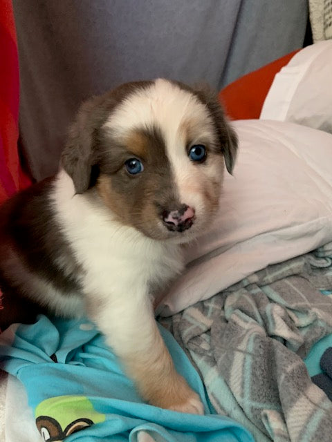 Merle Blue Eyed Aussie Puppy