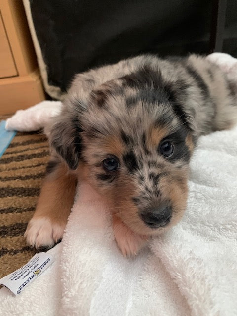 Blue Merle Aussie Puppy