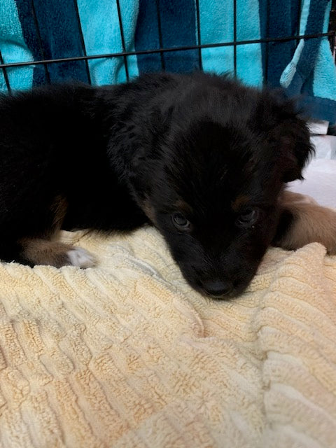 Black Tri Aussie Puppy