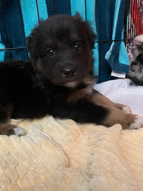 Black Tri Aussie Puppy