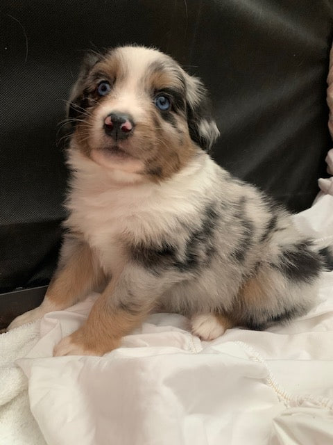 Blue Merle Aussie Puppy