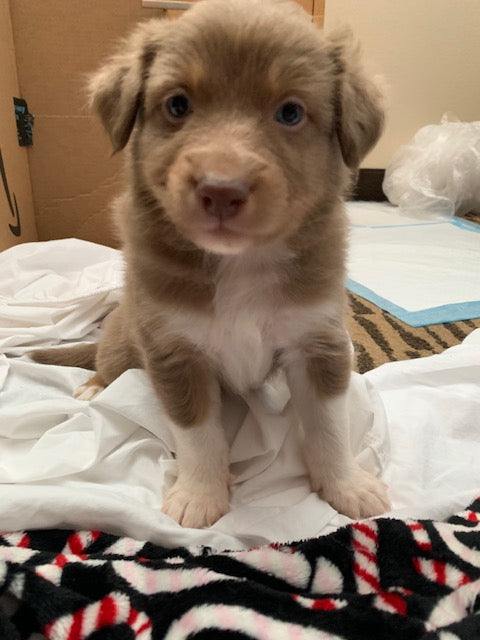 Red Tri Aussie Puppy