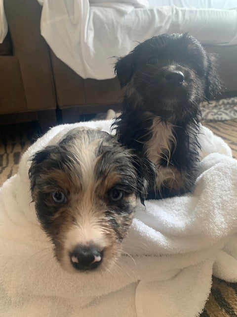 Wet Aussie Puppies