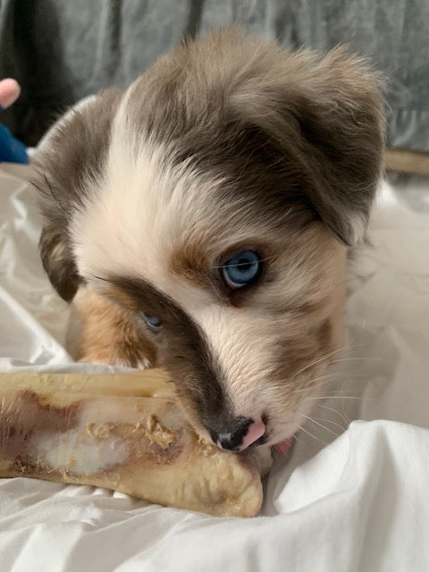 Blue Eyed Merle Aussie Puppy