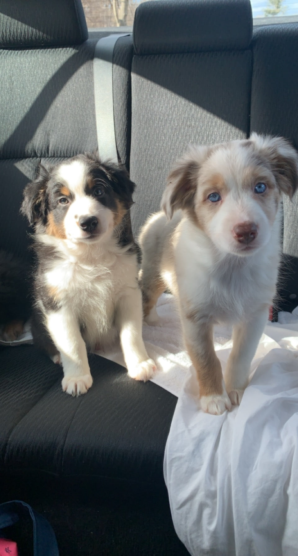 Two Aussie Puppies In Car