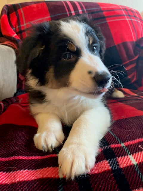Male Black Tri Aussie Puppy