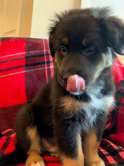 Black Tri Aussie Puppy