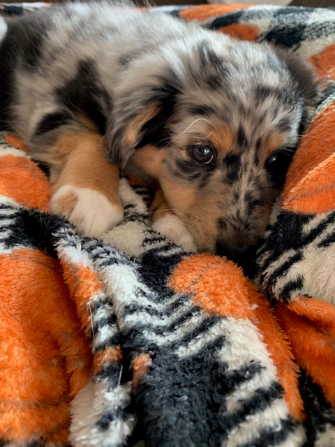 Female Blue Merle Aussie