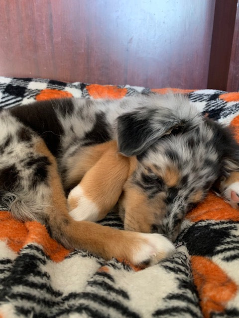 Blue Merle Aussie Puppy