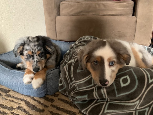 Two Aussie Puppies Laying Down