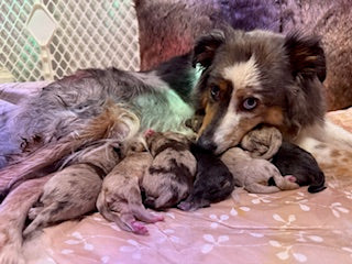 OUR PUPPIES