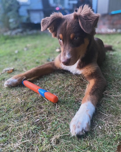 Red Tri Aussie