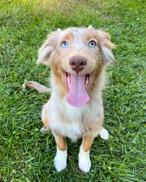 Red Merle Aussie